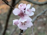 43-peach blossoms